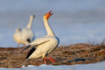 Snow goose (Chen caerulescens caerulescens) calling in courtship display, Wrangel Island, Far Eastern Russia, May.