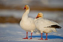 Snow geese (Chen caerulescens caerulescens) pair Wrangel Island, Far Eastern Russia, May.