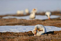 Snow geese (Chen caerulescens caerulescens) mating,  Wrangel Island, Far Eastern Russia, May.