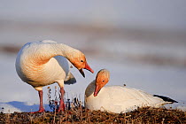 Snow geese (Chen caerulescens caerulescens) male calling to female on nest, Wrangel Island, Far Eastern Russia, May.