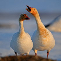 Snow geese (Chen caerulescens caerulescens) pair in courtship display, Wrangel Island, Far Eastern Russia, May.