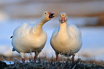 Snow geese (Chen caerulescens caerulescens) pair in courtship display, Wrangel Island, Far Eastern Russia, May.