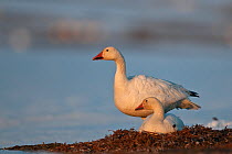 Snow geese (Chen caerulescens caerulescens) pair with one on nest, Wrangel Island, Far Eastern Russia, May.