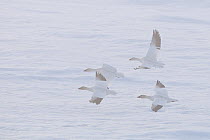 Snow geese (Chen caerulescens caerulescens) group flying in mist, Wrangel Island, Far Eastern Russia, May.