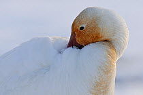 Snow geese (Chen caerulescens caerulescens) resting with beak under wing, with orange face from iron rich soil in which it forages, Wrangel Island, Far Eastern Russia, May.