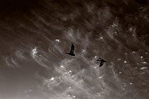 Black and white photograph of Snow geese (Chen caerulescens) Wrangel Island, Far Eastern Russia, May.