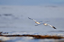 Snow geese (Chen caerulescens caerulescens) in flight, Wrangel Island, Far Eastern Russia, May.
