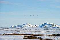 Snow geese (Chen caerulescens caerulescens) in flight in front of mountain, Wrangel Island, Far Eastern Russia, May.