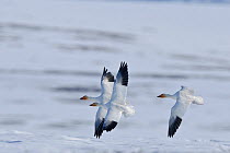 Snow geese (Chen caerulescens caerulescens) in flight, Wrangel Island, Far Eastern Russia, May.