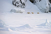 Polar bear (Ursus maritimus) mother with cubs walking through snow, Wrangel Island, Far Eastern Russia, March.