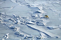 Polar bear (Ursus maritimus) with cub walking across ice field, Wrangel Island, Far Eastern Russia, March.