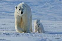 Polar bear (Ursus maritimus) mother with three very young cubs, Wrangel Island, Far Eastern Russia, March.