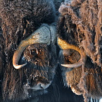 Musk ox (Ovibos moschatus) portrait, Wrangel Island, Far Eastern Russia, March.