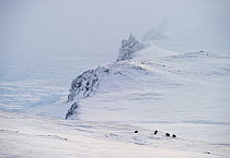 Musk ox (Ovibos moschatus) herd in habitat, Wrangel Island, Far Eastern Russia.