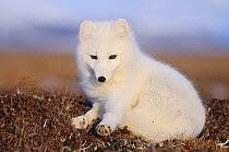 Arctic fox (Vulpes lagopus) in winter fur, Wrangel Island, Far Eastern Russia, October.