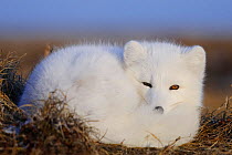 Arctic fox (Vulpes lagopus)  in white winter fur resting, with tail wrapped around, Wrangel Island, Far Eastern Russia, October.
