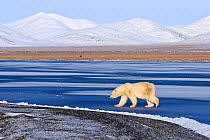 Polar bear (Ursus maritimus) walking along coast of Wrangel Island, Far Eastern Russia, October.