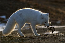 Arctic fox (Vulpes lagopus) in winter fur, chewing on root, Wrangel Island, Far Eastern Russia, October.