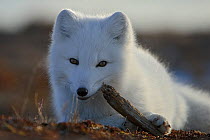 Arctic fox (Vulpes lagopus) in winter fur, playing with some wood, Wrangel Island, Far Eastern Russia, October.