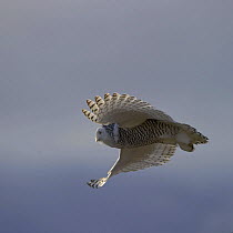 Snowy owl (Bubo scandiacus) in flight, Wrangel Island, Far Eastern Russia, October.