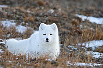 Arctic fox (Vulpes lagopus) in winter fur, resting, Wrangel Island, Far Eastern Russia, October.