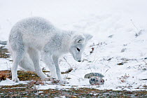 Arctic fox (Vulpes lagopus) in winter fur, with dead lemming prey, Wrangel Island, Far Eastern Russia, October.