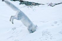 Arctic fox (Vulpes lagopus) in winter fur hunting for lemmings, Wrangel Island, Far Eastern Russia, October.
