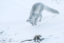 Arctic fox (Vulpes lagopus) in winter fur hunting for lemmings, Wrangel Island, Far Eastern Russia, October.