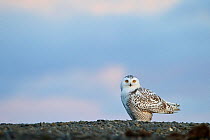 Snowy owl (Bubo scandiacus) on ground, Wrangel Island, Far Eastern Russia, September.