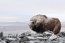 Musk ox (Ovibos moschatus) covered in snow, Wrangel Island, Far Eastern Russia, September.