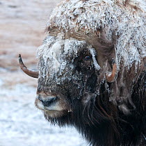 Musk ox (Ovibos moschatus) covered in snow, Wrangel Island, Far Eastern Russia, September.
