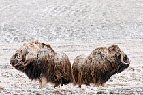 Musk ox (Ovibos moschatus) two covered in snow, Wrangel Island, Far Eastern Russia, September.