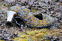Old high heeled shoe covered in lichen, Wrangel Island, Far Eastern Russia. September 2010.
