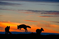 Arctic foxes (Vulpes lagopus) playing, silhouetted at sunset, Wrangel Island, Far Eastern Russia. August 2010.