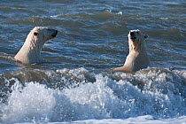 Polar bears (Ursus maritimus) juveniles playing in waves, Wrangel Island, Far Eastern Russia. September 2010.