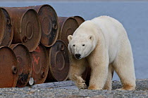 Polar bear (Ursus maritimus) walking by discarded metal barrels, Wrangel Island, Far Eastern Russia, September.