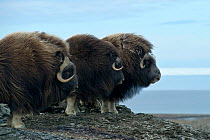 Musk ox (Ovibos moschatus) group of three, Wrangel Island, Far Eastern Russia, September.