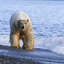 Polar bear (Ursus maritimus) walking along beach, Wrangel Island, Far Eastern Russia, September.