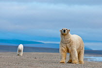 Polar bear (Ursus maritimus) walking along beach with another behind, Wrangel Island, Far Eastern Russia, September.