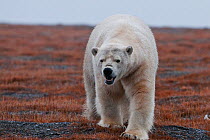 Polar bear (Ursus maritimus) vocalising, Wrangel Island, Far Eastern Russia, September.