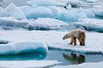 Polar bear (Ursus maritimus) on pack ice off the coast of Wrangel Island, Far Eastern Russia, September.