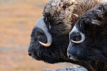 Musk ox (Ovibos moschatus) two in profile, Wrangel Island, Far Eastern Russia, September.