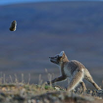 Arctic fox (Vulpes lagopus) playing with lemming prey, Wrangel Island, Far Eastern Russia, August. NB.Suitable for up to A4 reproduction