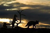 Arctic foxes (Vulpes lagopus) juveniles playing, silhouetted at sunset, Wrangel Island, Far Eastern Russia, August.