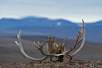 Arctic fox (Vulpes lagopus) standing nest to Reindeer skull, Wrangel Island, Far Eastern Russia, August.