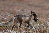 Arctic fox (Vulpes lagopus) in summer coat with lemmings in mouth, Wrangel Island, Far Eastern Russia, August.