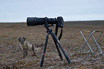 Arctic fox (Vulpes lagopus) in summer coat looking up at camera, Wrangel Island, Far Eastern Russia, August.