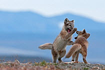 Arctic foxes (Vulpes lagopus) juveniles playing,Wrangel Island, Far Eastern Russia, August.