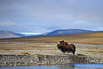 Musk ox (Ovibos moschatus) with wet fur, in habitat, Wrangel Island, Far Eastern Russia, August.