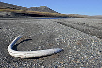 Mammoth (Mammuthus) tusk on beach of Wrangel Island, Far Eastern Russia, August 2010.
